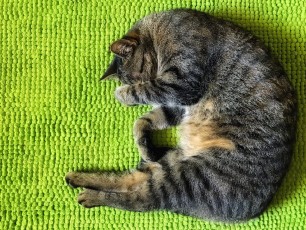 Green cat