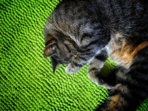 Green cat 2