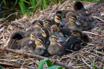 Fifteen Duckings COD_8471