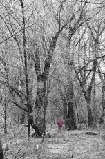 Samy in the frozen forest