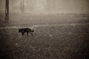 Dark Snow on my Dog DSC_0357