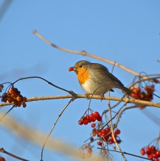 Robin and berries