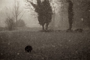 Dark Snow on my Dog DSC_0355