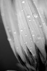 COD_1689
