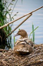 Mama duck in the nest COD_8527