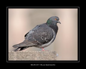 COD_5863