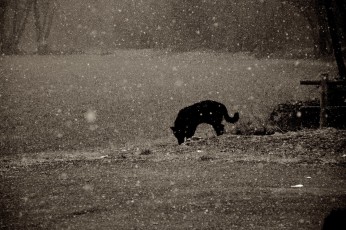 Dark Snow on my Dog DSC_0353