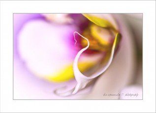 Orchidea_IMG_3265_1