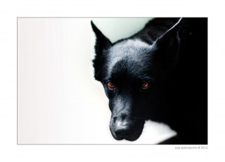 IMG_9608_beauceron