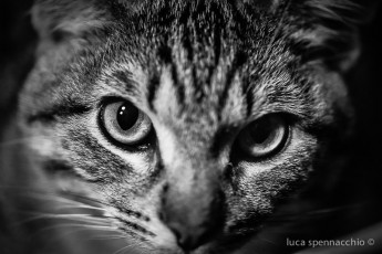 LUC_1799-2