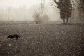 Dark Snow on my Dog DSC_0356