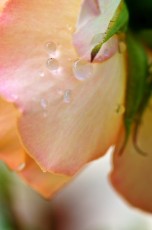 COD_1467