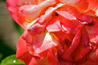 COD_1466