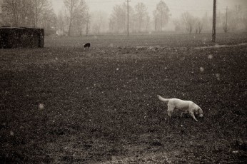 Dark Snow on my Dogs DSC_0358