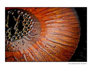 COD_5832