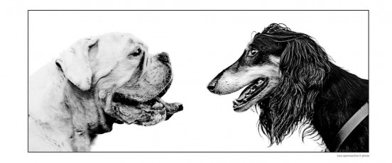 Due Cani_web