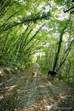 COD_4497_Dogs in the Woods