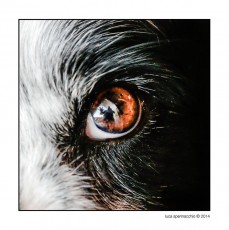 Mallory Eye