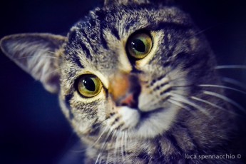 LUC_1794-2