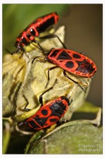 Pyrrhocoris apterus_01