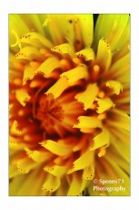 Un fiore