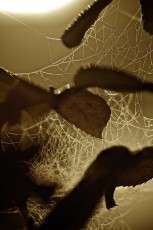 Night webs and drops_MG_4617