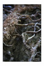 Wood Texture_02