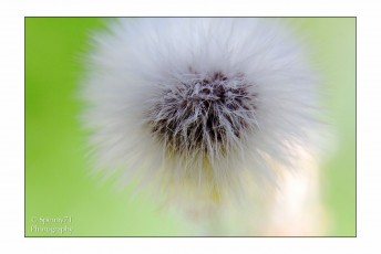 Soffione_03