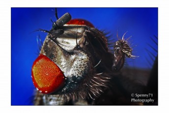 Occhio di Mosca_01