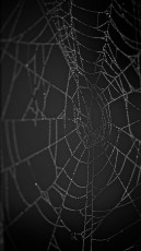 Night webs and drops_MG_4608