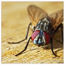 Fly