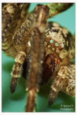 Spider
