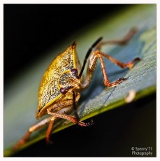 Cimice gialla