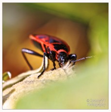 Pyrrhocoris apterus