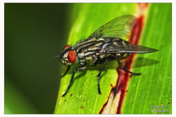 Fly_02