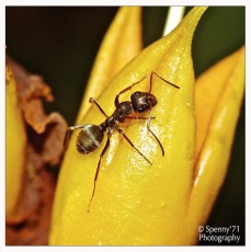 Formica_giallo