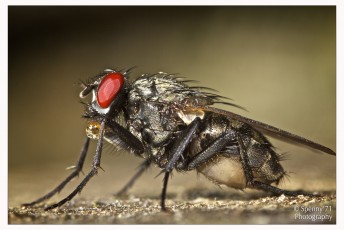 Fly eating
