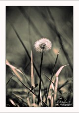 Soffione_01