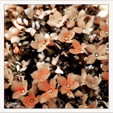 Flowers_01