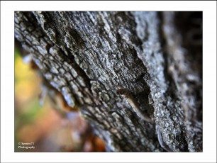 Texture tronco