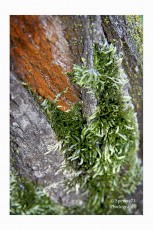 Nature Texture
