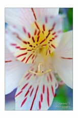 Fiore macro
