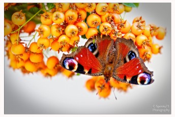 Farfalla