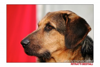 IMG_8639 copia