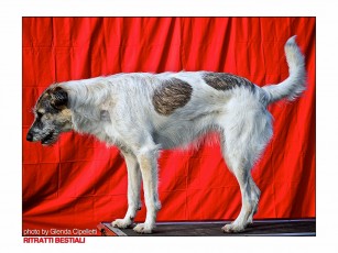 DSC_0055 copia