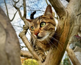 Free cat