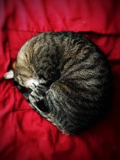 Red cat
