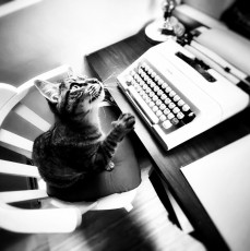 Cat searching inspiration