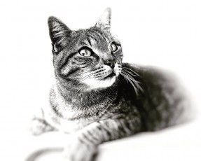 My cat