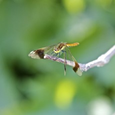 IMG_8653